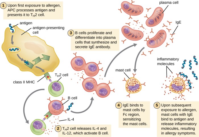 Autoimmune pathogenesis autoimmunity disorders mechanisms tolerance pathology immunological responses