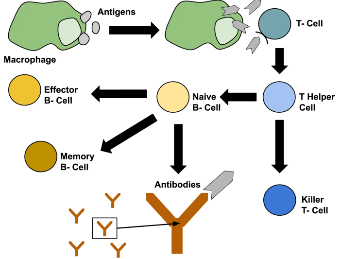 Which of the following statements is not true of antigens