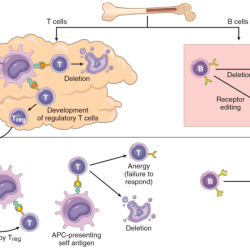 Cells cell activation immune lymphocytes antibody dependent antibodies system microbiology antigen humoral immunity memory proliferation diagram cytokines activated mhc plasma