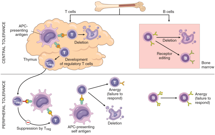 Cells cell activation immune lymphocytes antibody dependent antibodies system microbiology antigen humoral immunity memory proliferation diagram cytokines activated mhc plasma